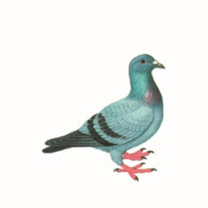 Περιστέρια